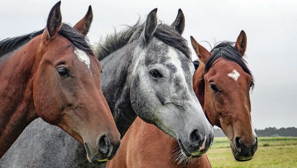 Des chevaux - Sputnik Afrique