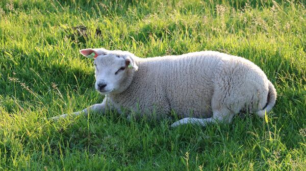  Un mouton de race Texel - Sputnik Afrique