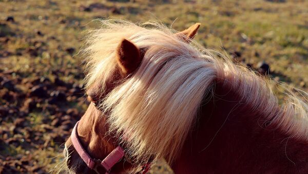 Un poney  - Sputnik Afrique