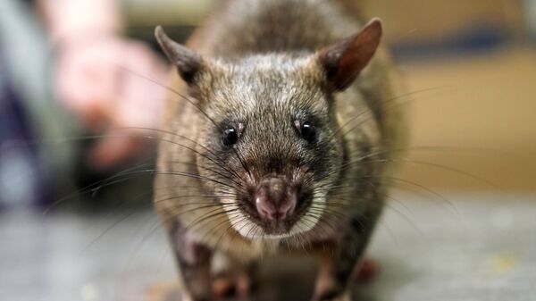 Un rat - Sputnik Afrique