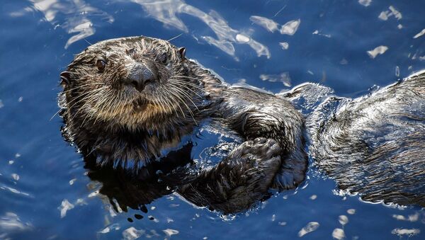 Loutre de mer  - Sputnik Afrique