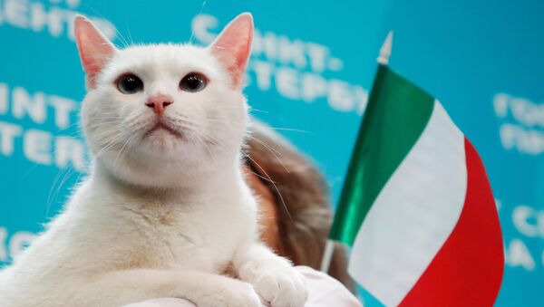 Ces animaux qui font des pronostics sur l’Euro 2020

 - Sputnik Afrique