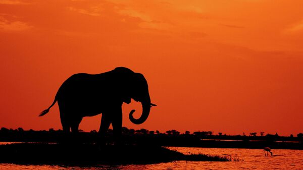 Un éléphant - Sputnik Afrique