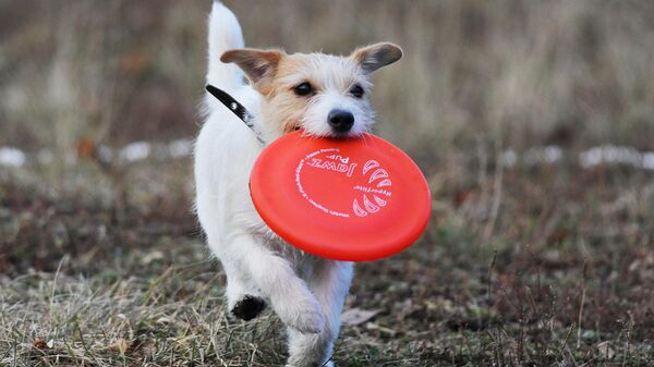 Jack russell terrier  - Sputnik Afrique