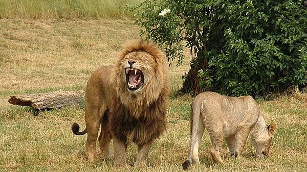 Lions - Sputnik Africa