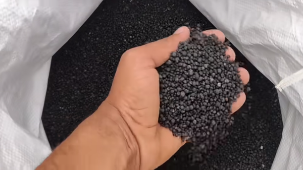 A man holding grains of single superphosphate fertilizer scooped out of a bag - Sputnik Africa