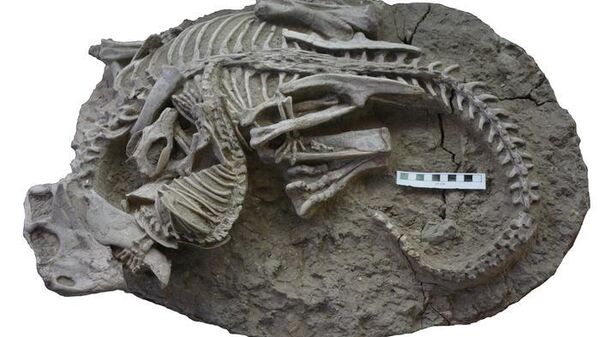 Fossil showing the entangled skeletons of Psittacosaurus (dinosaur) and Repenomamus (mammal) and their interaction just before death. - Sputnik Africa
