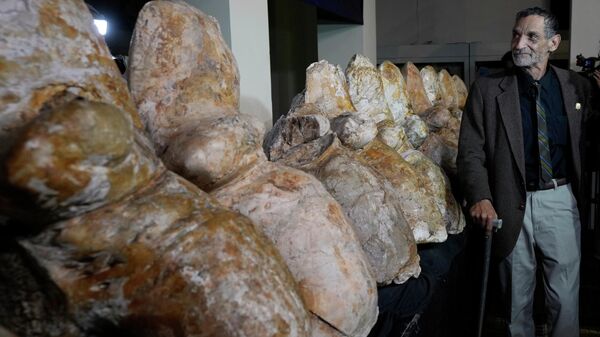 Paleontologist Mario Urbina poses for a photo next to the vertebrae of a newly found species named Perucetus colossus - Sputnik Africa
