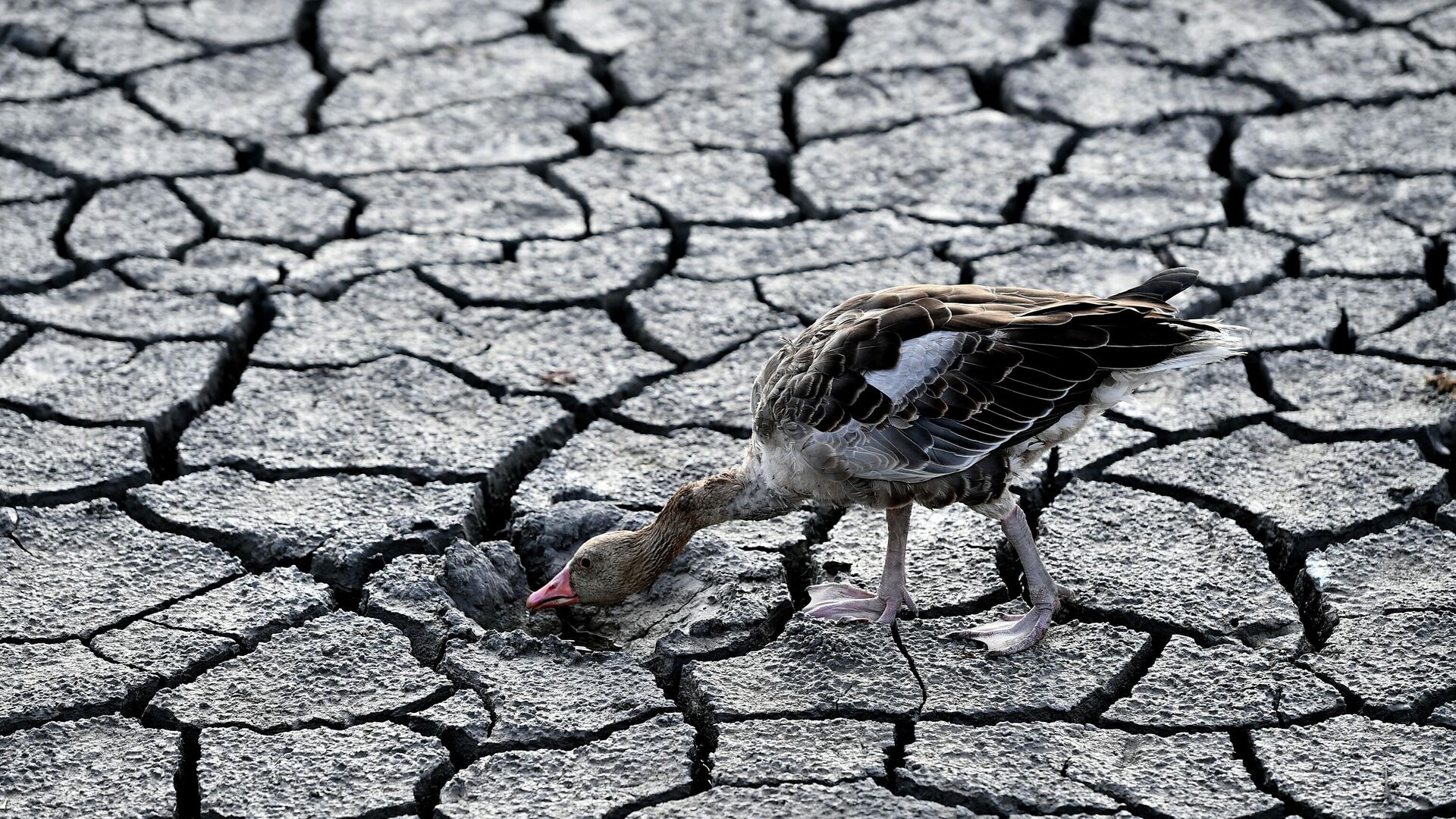 A goose walks across a dried bed of Lake Velence in Velence, Hungary, Thursday, Aug. 11, 2022. A goose walks across a dried bed of Lake Velence in Velence, Hungary, Thursday, Aug. 11, 2022. - Sputnik Africa, 1920, 12.08.2023