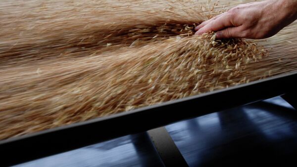 Grain conveyor - Sputnik Africa