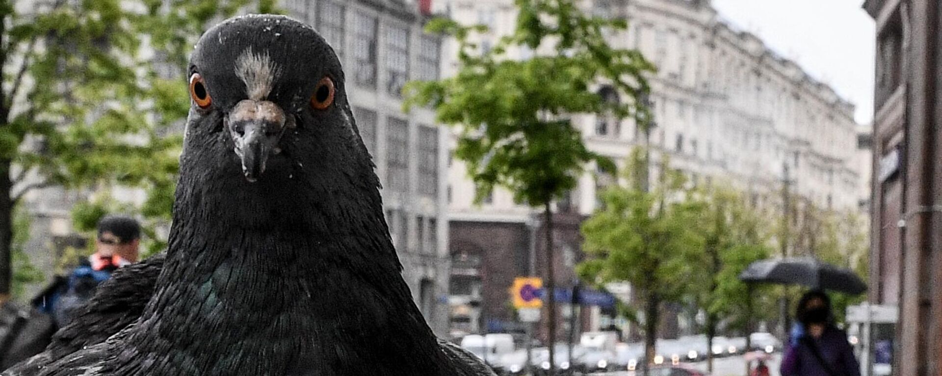 A pigeon - Sputnik Africa, 1920, 28.10.2023