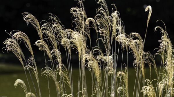Miscanthus (image d'illustration) - Sputnik Afrique