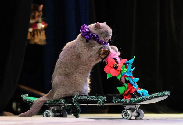 A picture taken on May 3, 2013, shows a cat performing during a show in the Moscow Cat Theatre, founded by famous Russian clown Yuri Kouklatchev, shortly before the fall of the USSR. A picture taken on May 3, 2013, shows a cat performing during a show in the Moscow Cat Theatre, founded by famous Russian clown Yuri Kouklatchev, shortly before the fall of the USSR. - Sputnik Africa