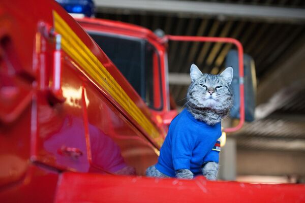 The cat named Semyon, a pet of the fire and rescue unit of the Main Directorate of the Ministry of Emergency Situations of Russia for the Tyumen Region, sits on a fire truck in the garage of military vehicles in the village of Borovsky. The cat named Semyon, a pet of the fire and rescue unit of the Main Directorate of the Ministry of Emergency Situations of Russia for the Tyumen Region, sits on a fire truck in the garage of military vehicles in the village of Borovsky. - Sputnik Africa