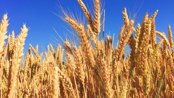 grain - Sputnik Africa