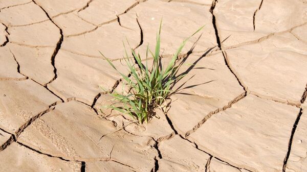 African drought - Sputnik Africa