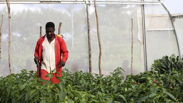 A man is seen inside a greenhouse spraying and treating the crops to prevent pests and diseases at a farm in Mchinji.  - Sputnik Africa