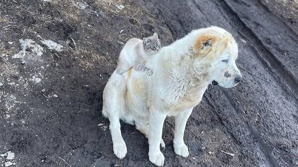 #viral | Meet the Russian CatDog: A Viral Duo from Kabardino-Balkaria - Sputnik Africa