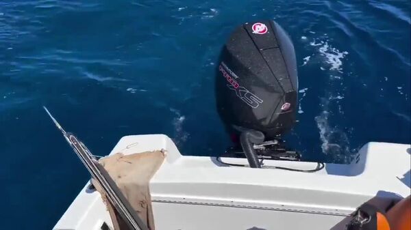 #viral | That's Some Really, Really Big Fish! - Sputnik Africa