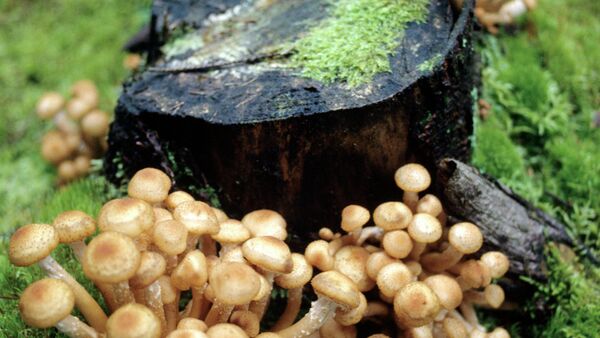 Des champignons - Sputnik Afrique