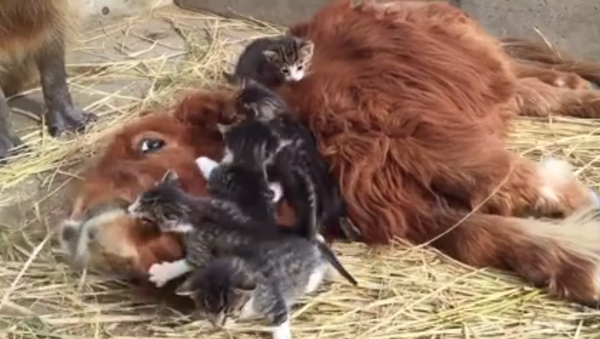 Les chatons embrassent un poney sous le regard d'un capybara - Sputnik Afrique