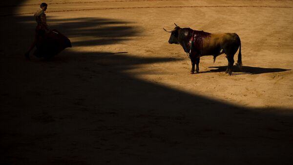 un taureau (image d'illustration) - Sputnik Afrique