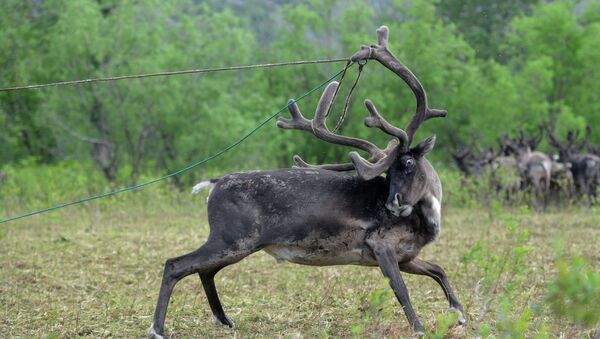 Un cerf - Sputnik Afrique