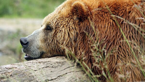 l`ours - Sputnik Afrique
