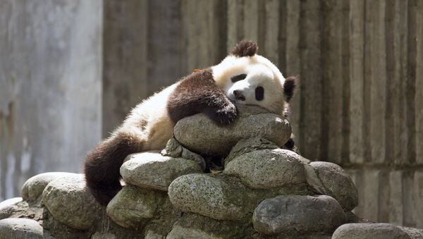 Un panda géant - Sputnik Afrique