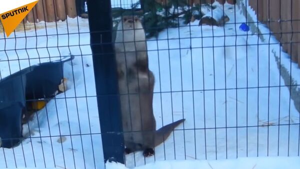 Devinez dans quel pays on trouve une loutre danser au son d'une balalaïka? - Sputnik Afrique