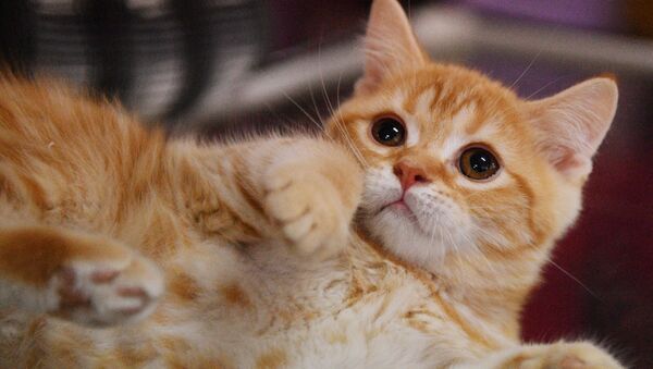 La plupart des chats domestiques résident en Russie - Sputnik Afrique