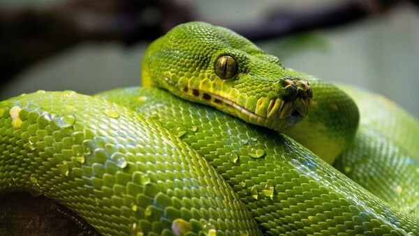 Un serpent - Sputnik Afrique