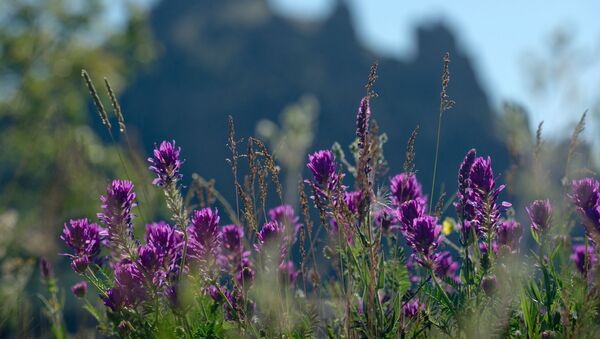Des fleurs - Sputnik Afrique