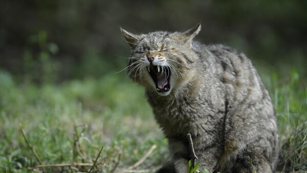 Un chat - Sputnik Afrique