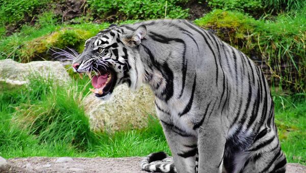 tigre maltais - Sputnik Afrique