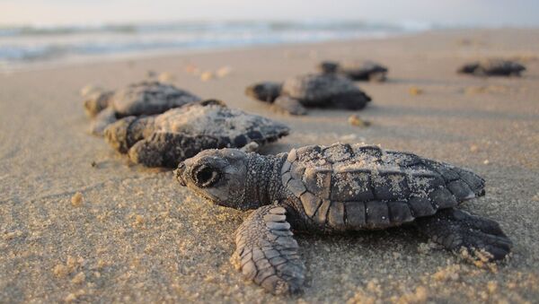Une tortue de mer  - Sputnik Afrique