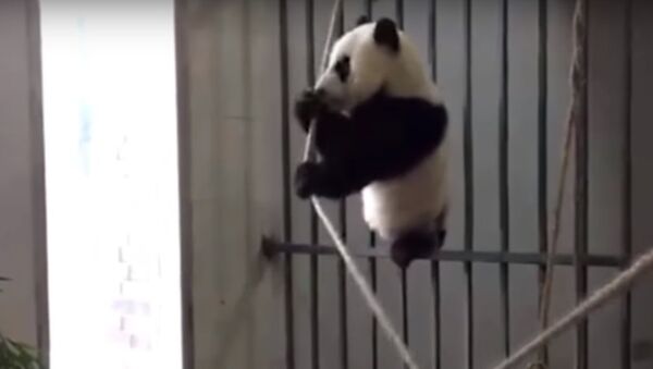 Ce petit panda géant ne sera finalement pas équilibriste! - Sputnik Afrique