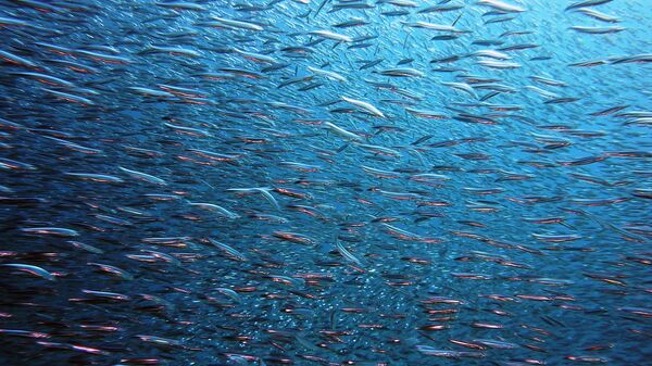 Un banc de poissons - Sputnik Afrique