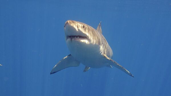 Un grand requin blanc - Sputnik Afrique