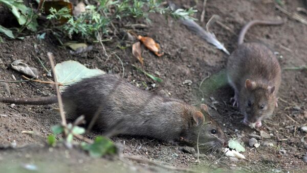 Des rats - Sputnik Afrique