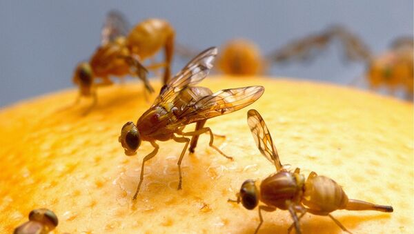 Fruit flies - Sputnik Afrique