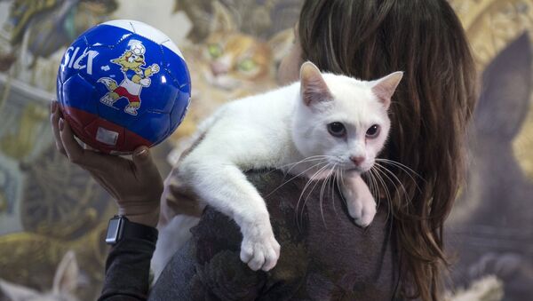 L’oracle blanc comme neige: le chat Achille se prépare à la Coupe du monde de football - Sputnik Afrique