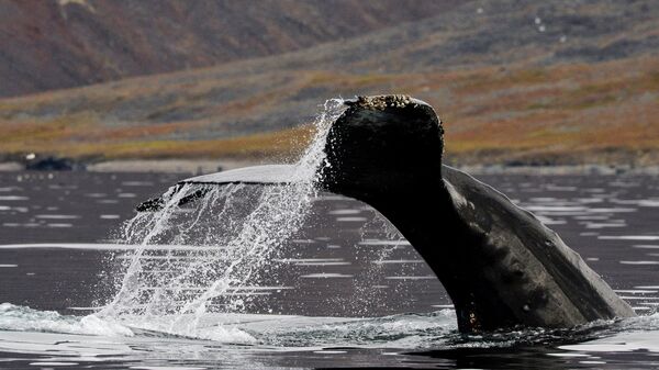 Une baleine - Sputnik Afrique
