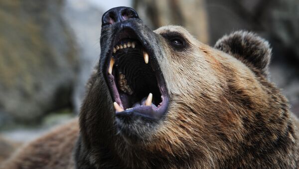 Un ours brun - Sputnik Afrique