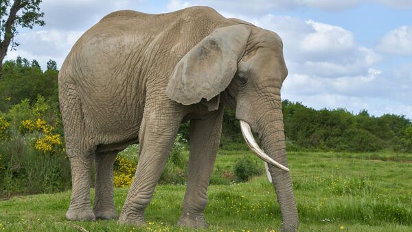 Éléphant - Sputnik Afrique