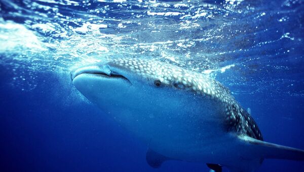 Un requin-baleine - Sputnik Afrique