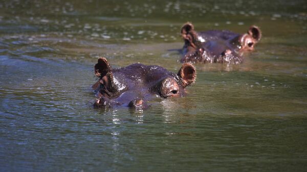 Des hippopotames  - Sputnik Afrique