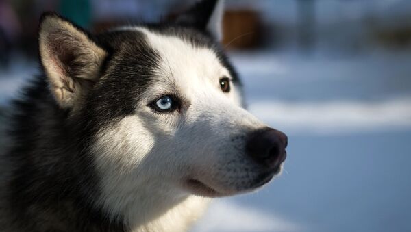 Un husky de Sibérie - Sputnik Afrique