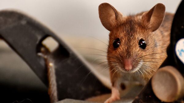 Une souris (image d'illustration) - Sputnik Afrique