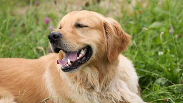 Un golden retriever - Sputnik Afrique